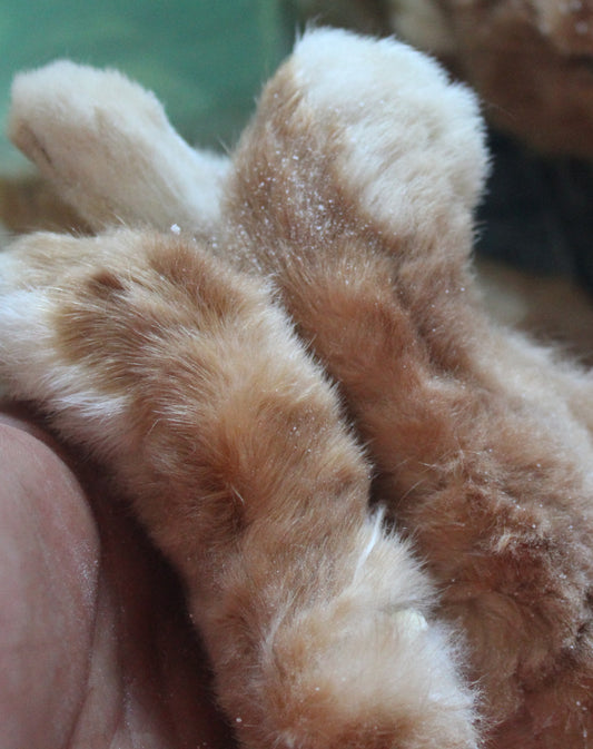 Fly Tying Rabbits Feet (Two Preserved)